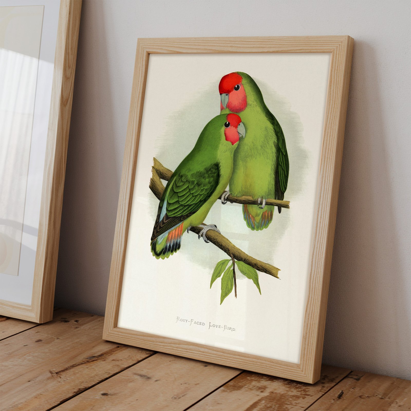 Rosy Faced Love Birds by Alexander Francis Lydon - Image 7