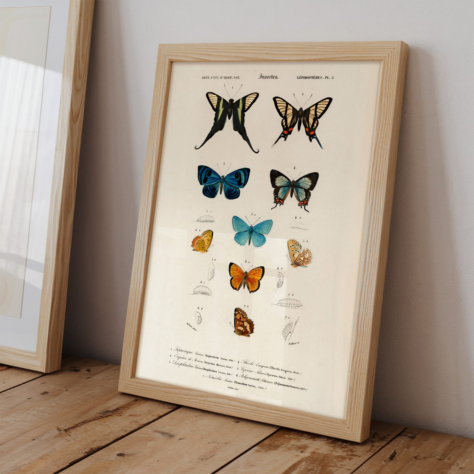 Butterflies by Charles Dessalines d'Orbigny - Image 3