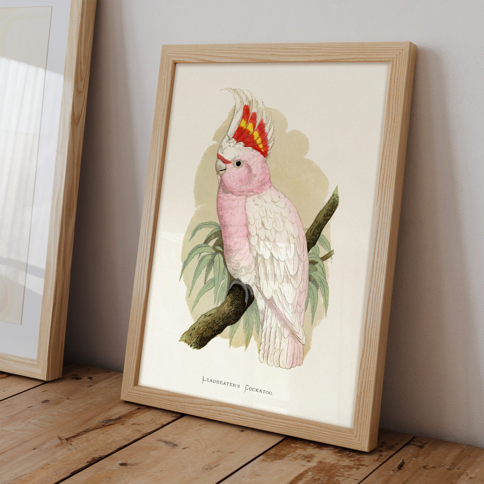 Leadbeater's Cockatoo by Alexander Francis Lydon - Image 6