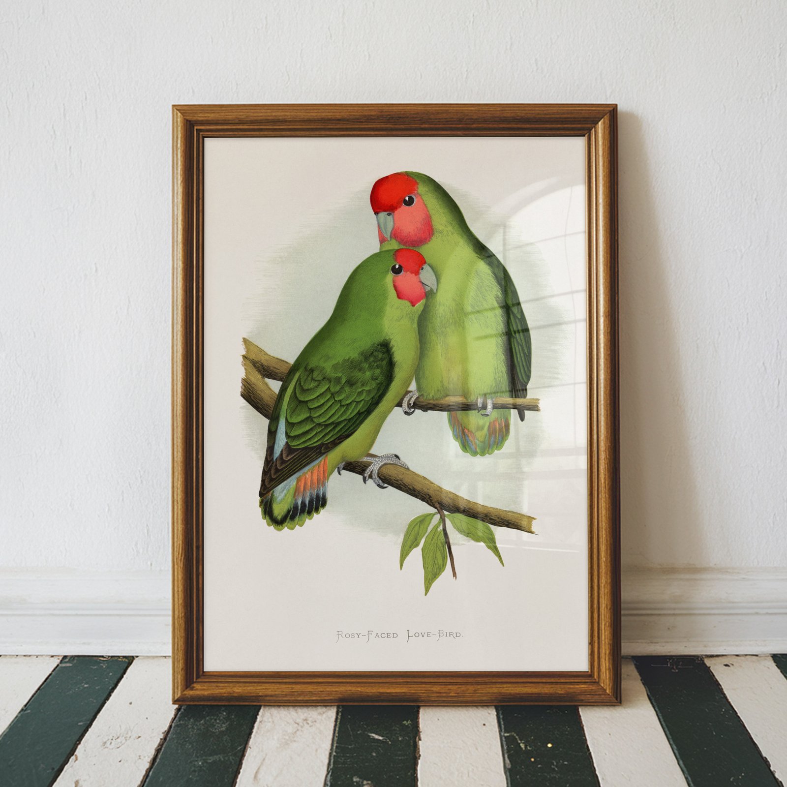 Rosy Faced Love Bird by Alexander Francis Lydon