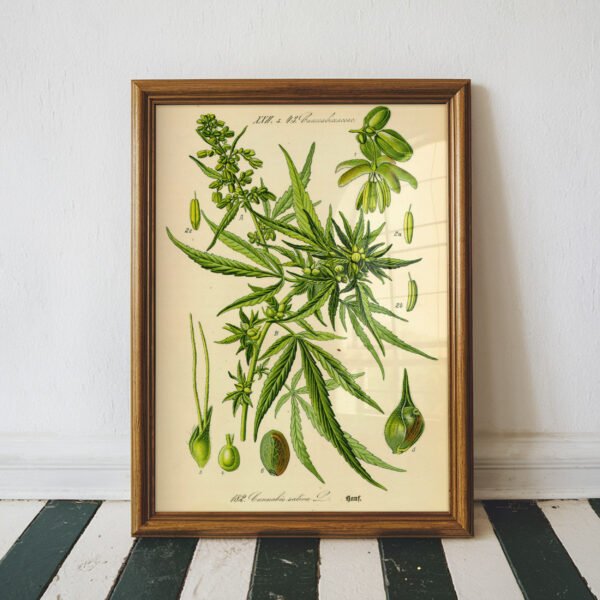 cannabis plant illustration