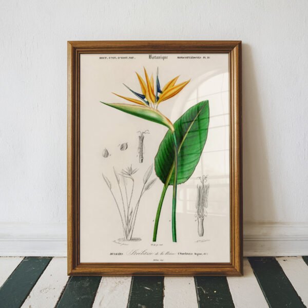 Bird of Paradise by Charles Dessalines D' Orbigny