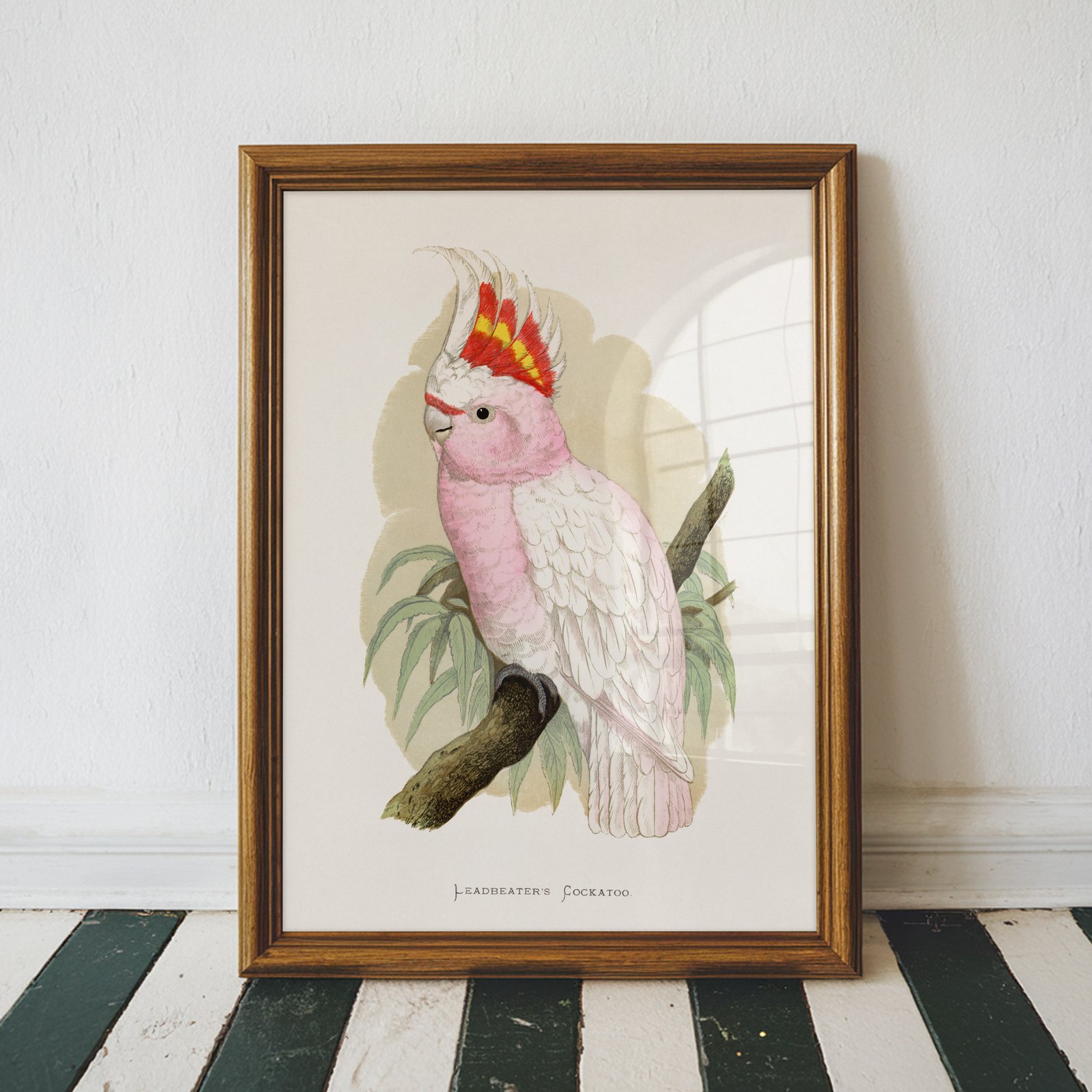 Leadbeater's Cockatoo by Alexander Francis Lydon - Image 4