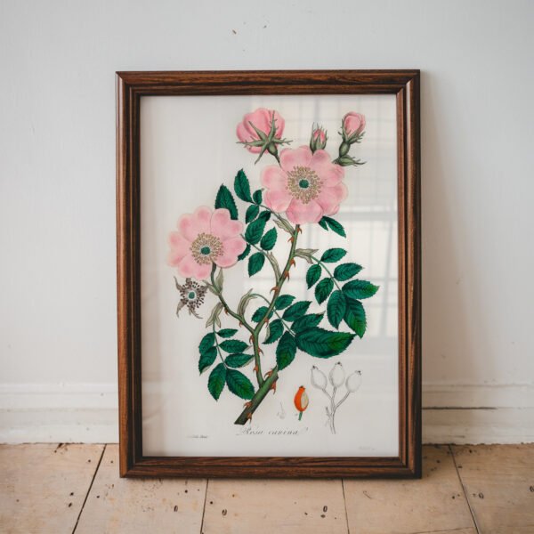 Dog Rose by John Stephenson and James Morss Churchill