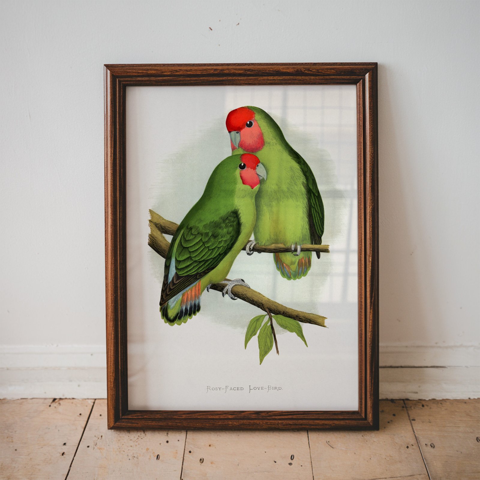 Rosy Faced Love Birds by Alexander Francis Lydon - Image 5