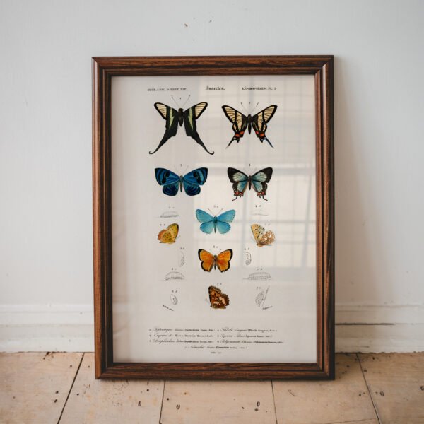 Butterflies by Charles Dessalines d'Orbigny