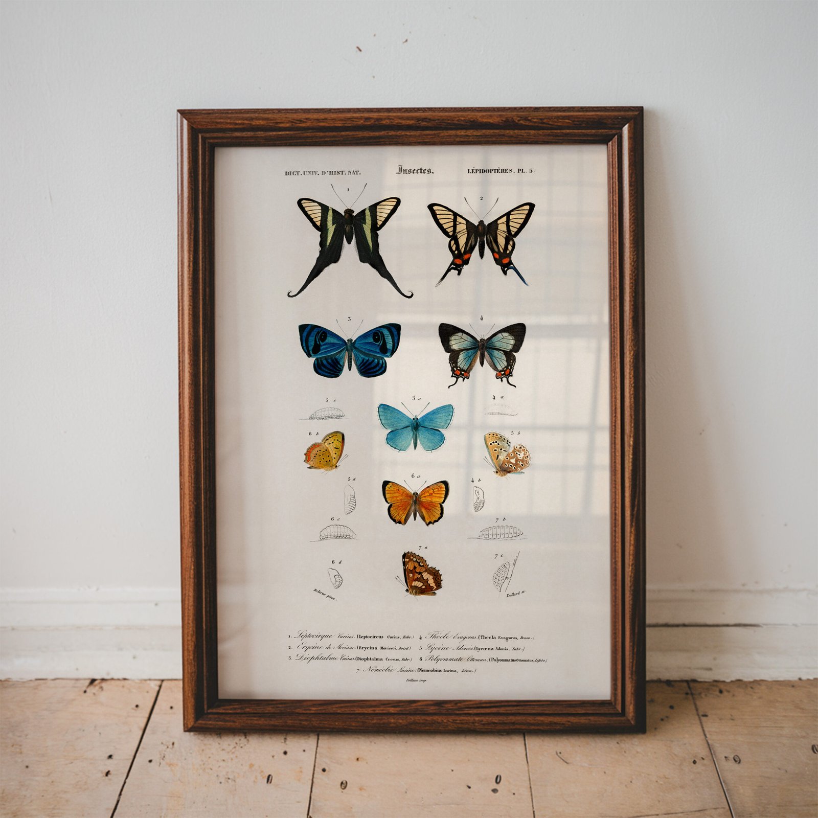 Butterflies by Charles Dessalines d'Orbigny