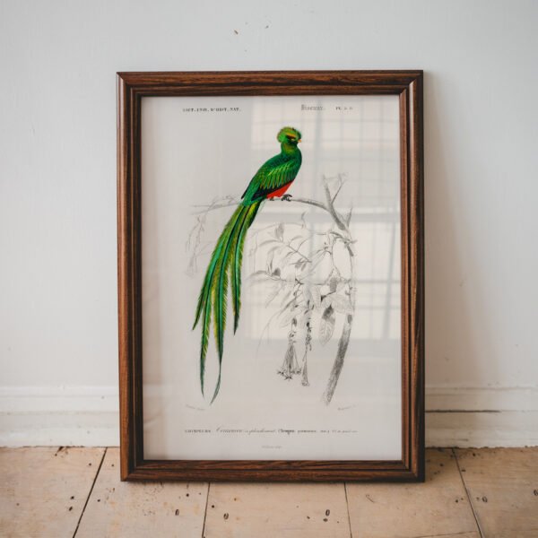 Quetzal Bird by Charles Dessalines D' Orbigny