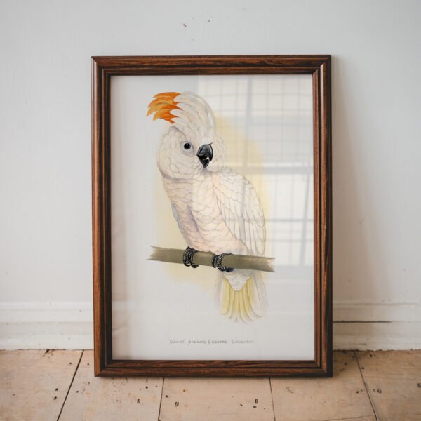 Great Salmon Crested Cockatoo Alexander Francis Lydon