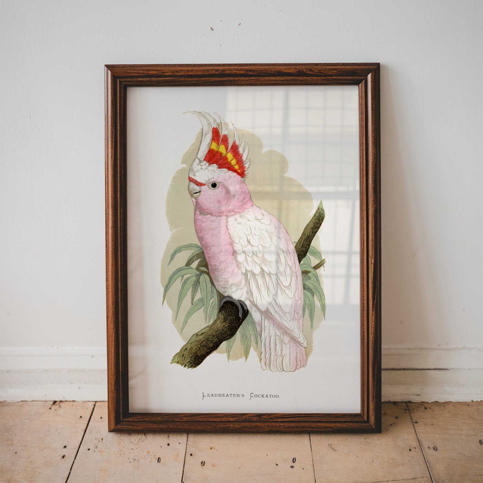 Leadbeater's Cockatoo by Alexander Francis Lydon