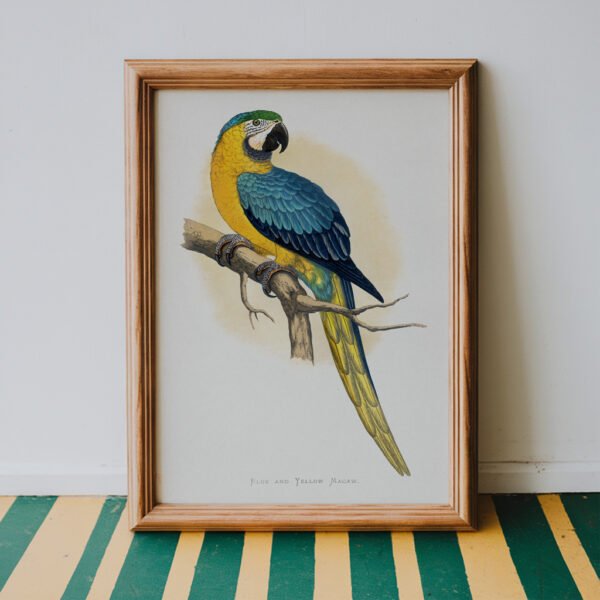 Blue and Yellow Macaw by Alexander Francis Lydon is a stunning vintage illustration that captures the vibrant beauty of this iconic parrot. With its bold plumage and graceful posture, the artwork brings a burst of color and character to any space. Perfect for tropical home decor, bird lovers, or anyone seeking elegant parrot prints with an antique twist, this piece adds a lively and exotic flair to gallery walls or curated nature collections.