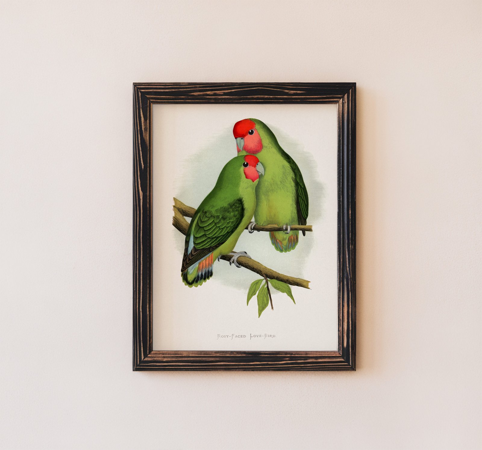 Rosy Faced Love Birds by Alexander Francis Lydon - Image 3