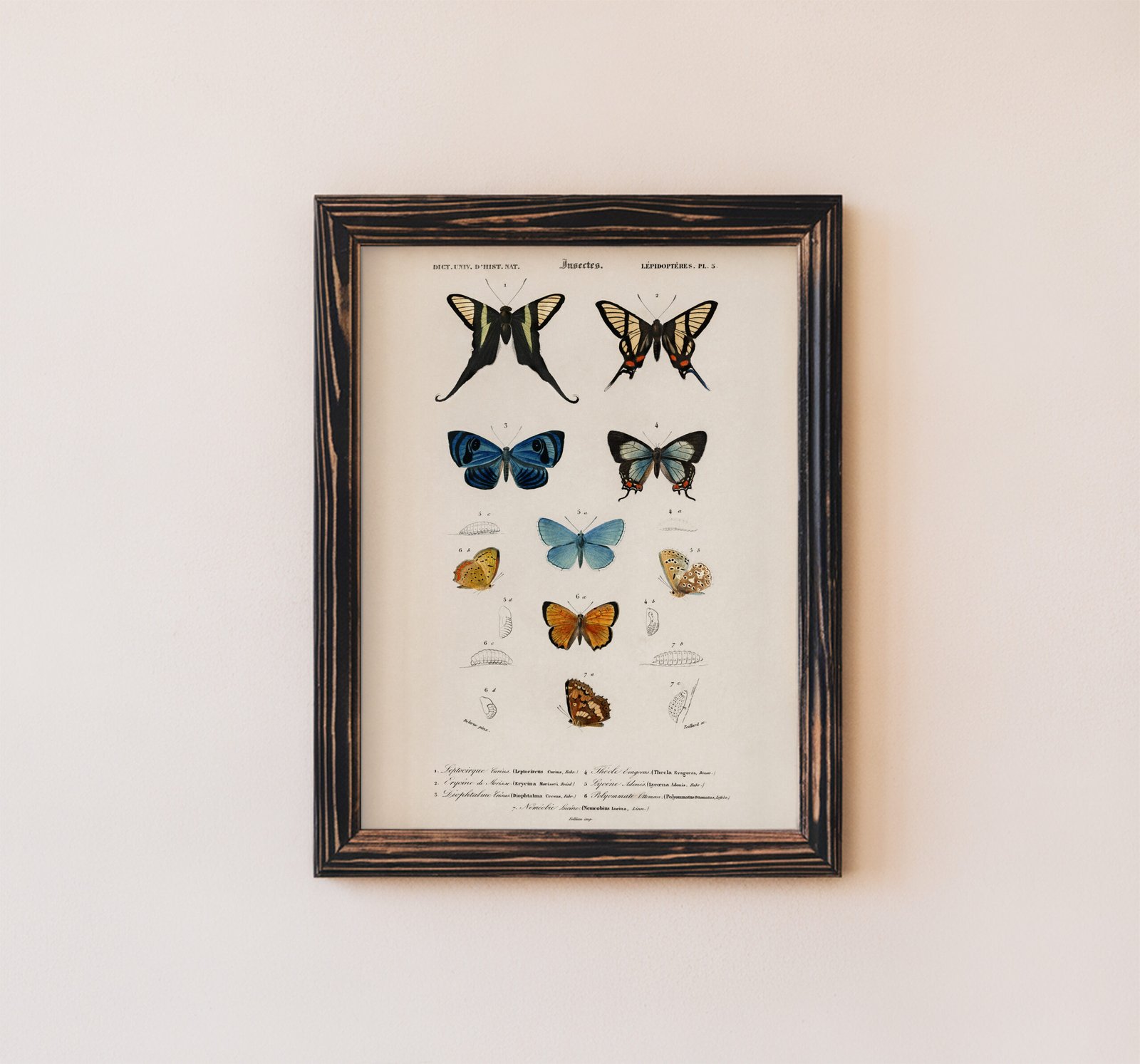 Butterflies by Charles Dessalines d'Orbigny - Image 5