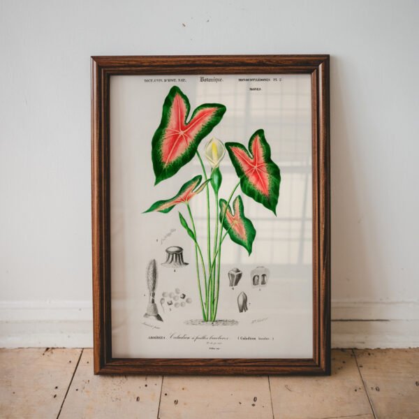 Caladium Botanical Print