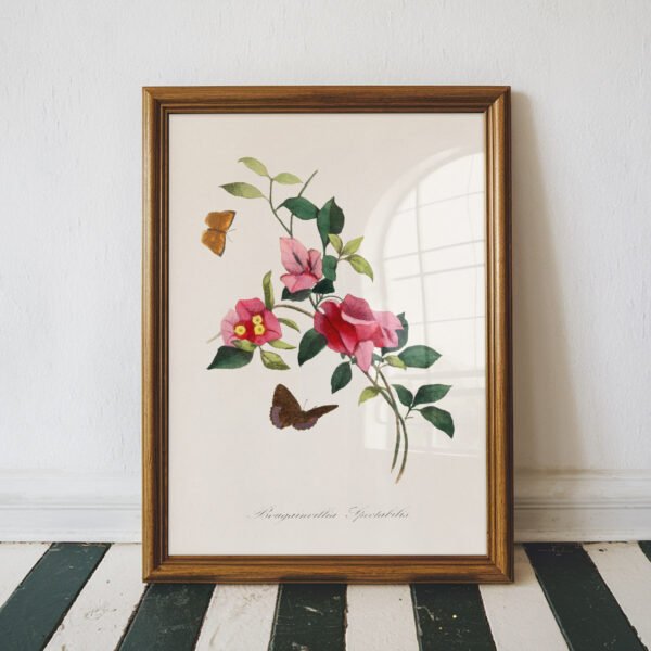 Bougainvillea Botanical Print