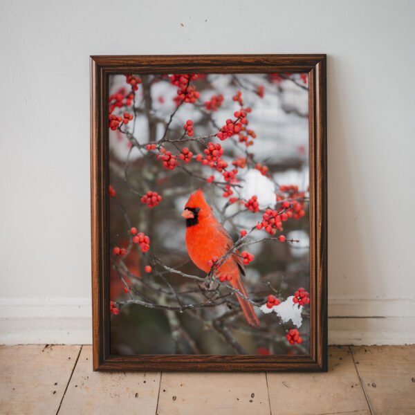 Cardinal in Winter
