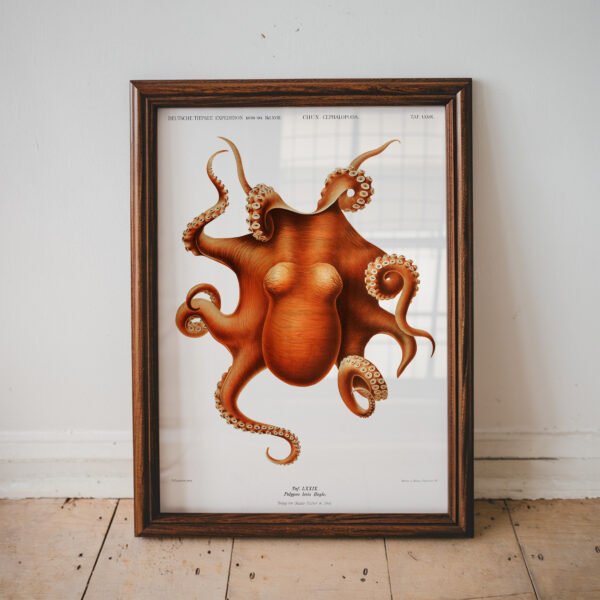 Antique Octopus Scientific Illustration