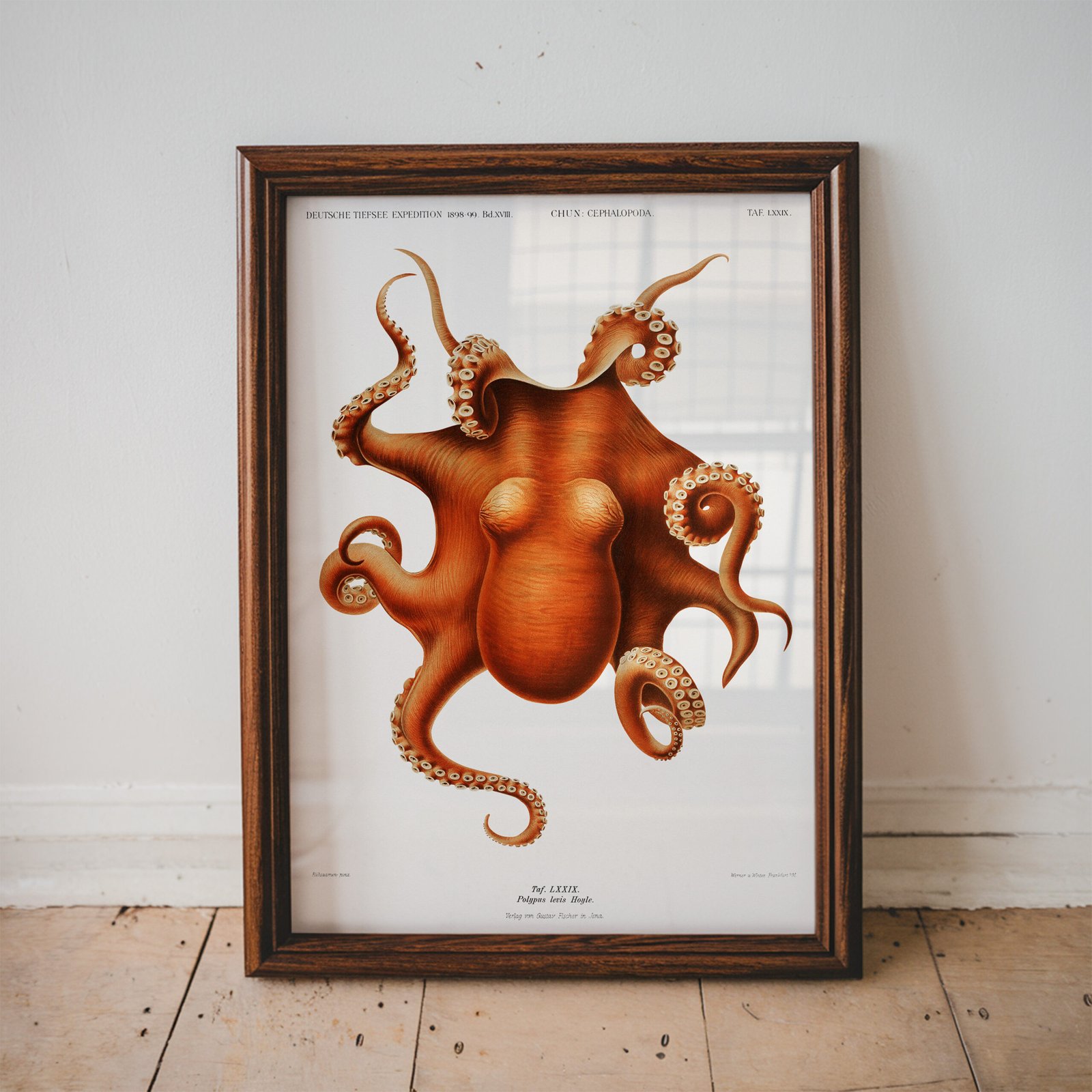 Antique Octopus Scientific Illustration