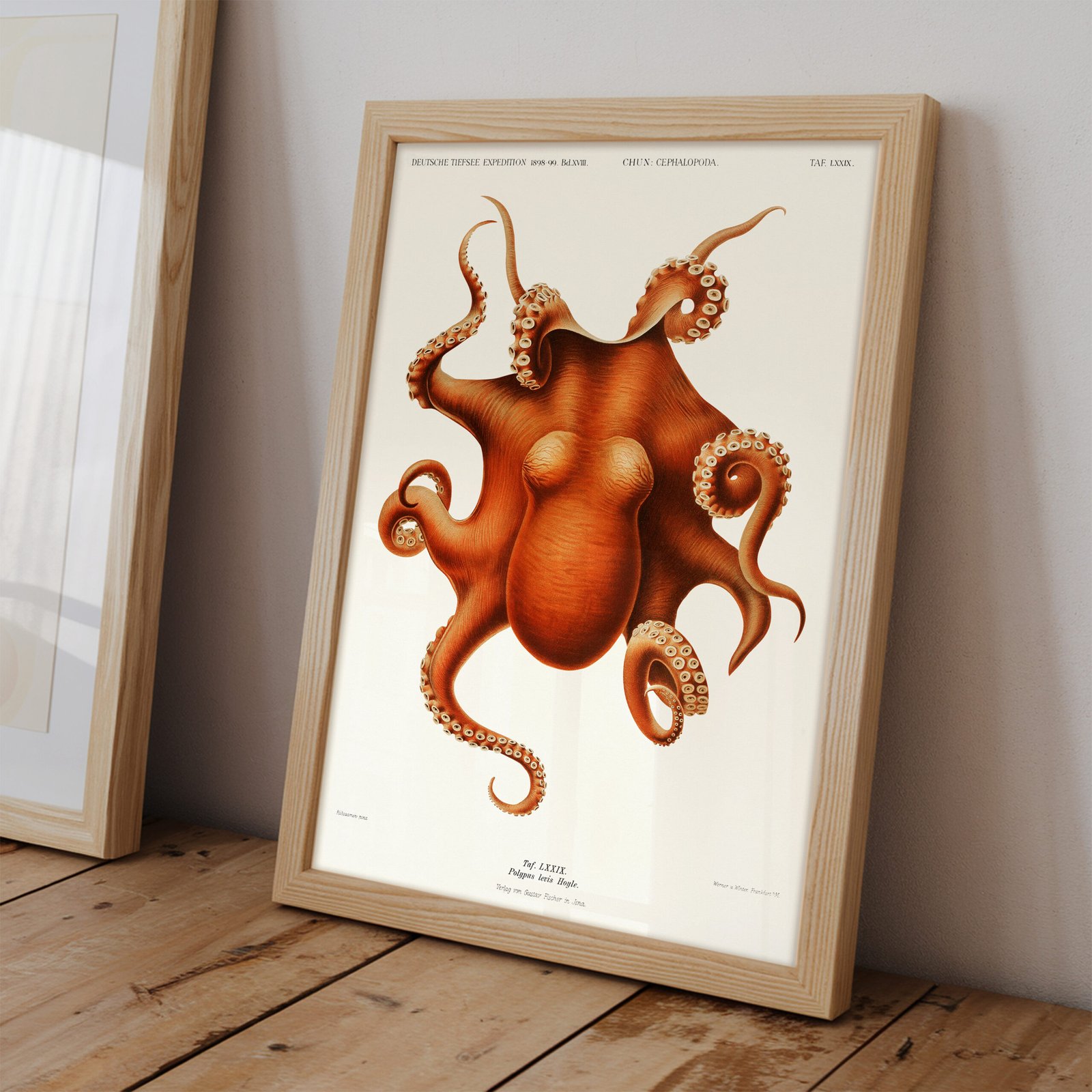 Antique Octopus Scientific Illustration - Image 2