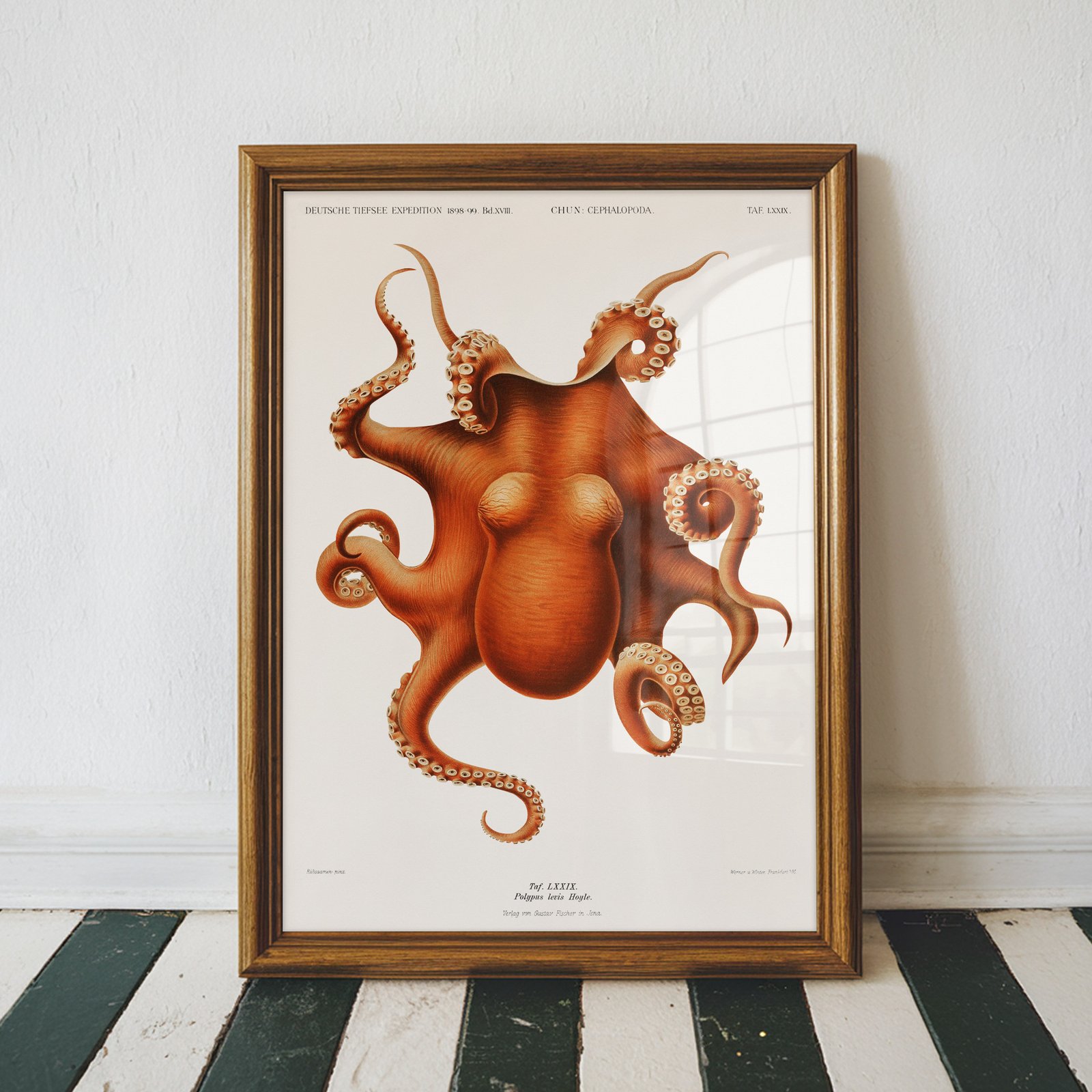Antique Octopus Scientific Illustration - Image 3