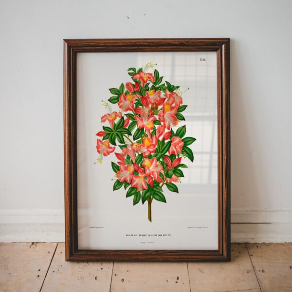 Azalea Botanical Print by Abraham Jacobus Wende